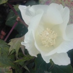09a-White-Cotton-Flower