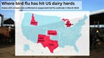 Bird flu hits dairy herds across the United States