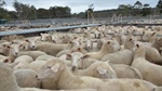 Prices hold up despite high slaughter