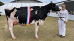 Holstein sashed Sydney Royal interbreed supreme dairy exhibit