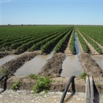 04-Irrigating-Cotton