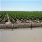 04b-Irrigating-Cotton