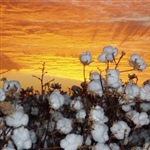 06a-Sunset-cotton-plants