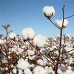 06b-Cotton-