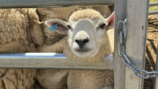 New research facility to shape lamb feedlots