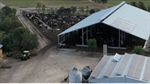 Why taking shelter is good for business and cows on dairy farms