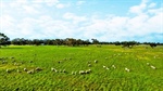 Agents refresh selling tactics for iconic South Australian grazing property