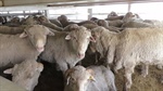 Live export voyage footage released after FOI fight