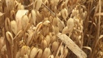 Grains industry news in brief