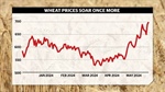 Wheat futures up 28pc in a month