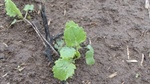 Dry start hits canola projections
