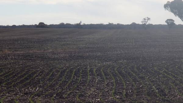 South Australia catching up as national crop consolidates