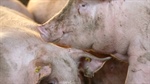 Report calls for mandatory CCTV on pig farms to stop animal activists from trespassing