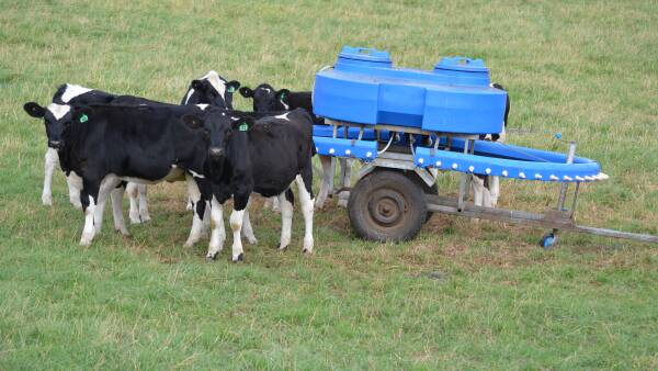 Feeding more milk for longer key to healthier calves