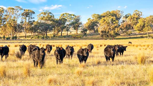Avenel farm offers a rich legacy of fine wool and beef production