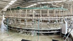 Walk-in walk-out offers considered for powerhouse Gippsland dairy farm