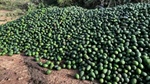 Increasing export demand helps ease massive avocado oversupply pain