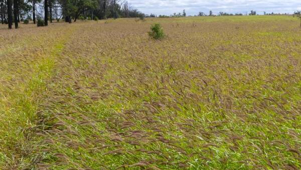 Buffel grass factory Broadmarsh estimated to run 750 steers