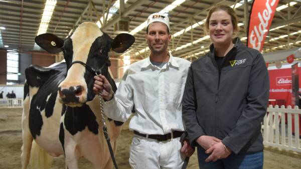 View Fort Holsteins wins Victorian Winter Fair supreme with show debutante