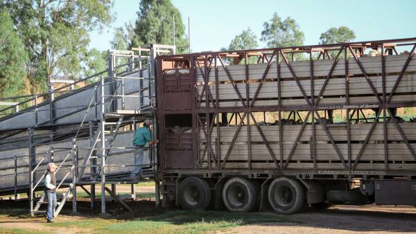 The recipe for preparing cattle for transport that adds up to millions