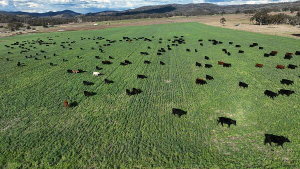 Quality cattle and cropping country with carbon revenue potential