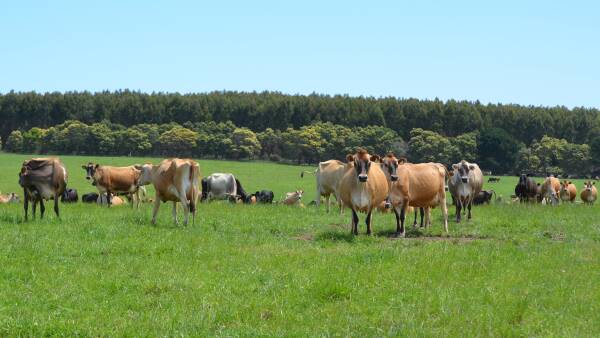 Moving a dairy herd to a new region can create unexpected challenges