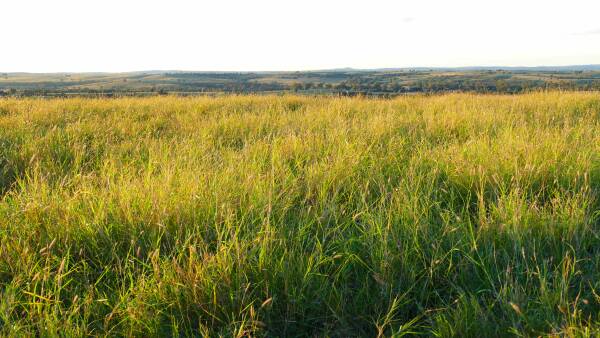 Outstanding Queensland cattle country for 6000 head from the air | Video