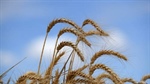 China food giant sued for Aussie wheat-market meddling