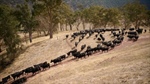 JBS suppliers Dockers Plains blaze new trails in beef, carbon and welfare