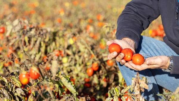 Years of work spent returning these farms to full production, now for sale