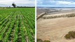 Grain growers spoiled for choice with several new EP farms up for sale