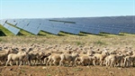 Sheepish green energy companies claim to be more farm friendly