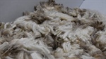 New wool traceability hub launched