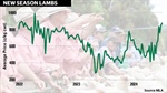 New lambs commanding best prices since 2022