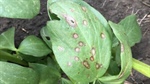 Ascochyta blight control critical for pulse producers