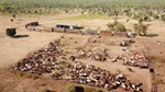 Vermelha Station offered with 15,000 cattle, 2956ML of water | Video