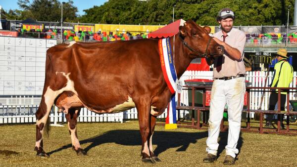 Illawarra cow crowned supreme dairy exhibit of Ekka 2024