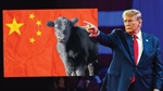 What happens to beef if Trump pushes Australia to poke the China bear?