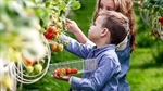 Adelaide Hills berry farm is ripe for the picking