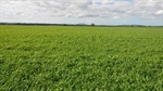 Outstanding North West Slopes property Fairfield offered with crops