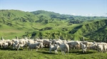 Declining NZ flock size serves up more Aussie lamb export opportunities