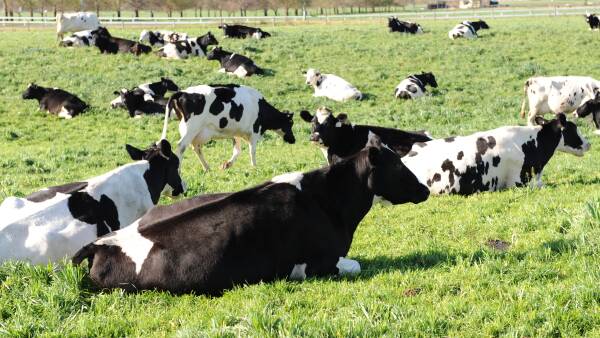 Milk shortage dodged after power outages as Tassie farm collection resumes