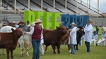 Beef 2024 breaks previous records: independent study