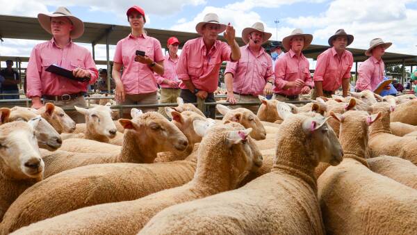 Steady sheep market shows positives for industry