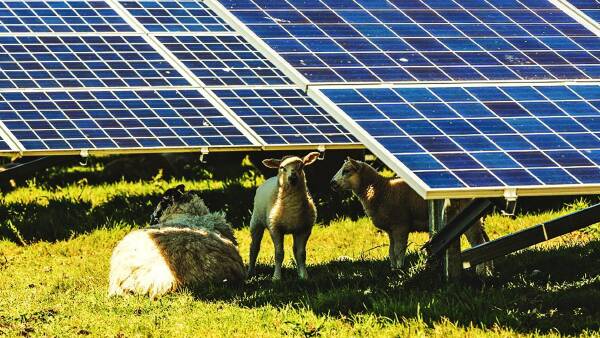 Victoria's biggest solar farm plans to house big sheep flock as well