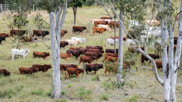 What deforestation looks like in Australia: cattle producer's definition