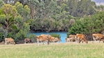 Another big farm price in that rich coastal pocket of South Gippsland