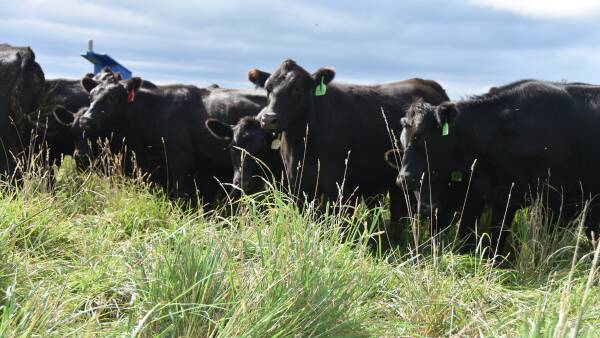 Cattle bucks go begging while gun-shy producers stand in knee-deep grass