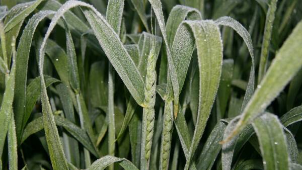 Frost to further cut grain production