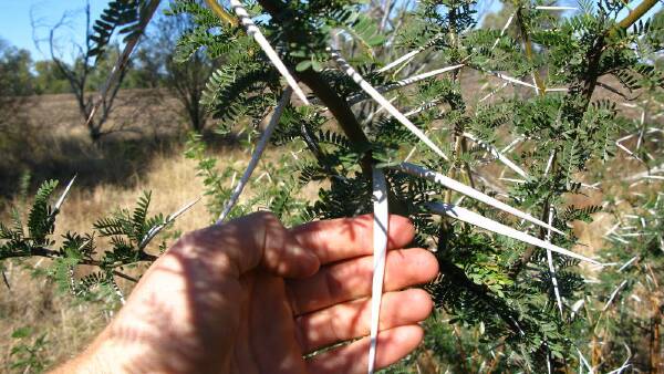 Darling Downs pastures free from invasive shrub after 15-year battle